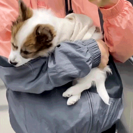 Pet Stroller For Small Dogs 1 Descr Pet Stroller For Small Dogs 1 Descr