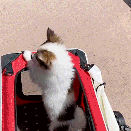 Pet Stroller For Small Dogs 4 Descr Pet Stroller For Small Dogs 4 Descr
