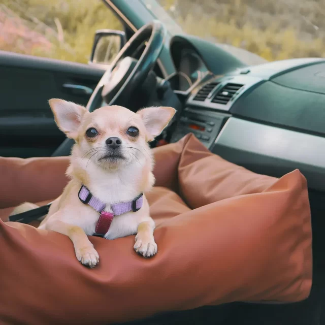  Dog Booster Seat For Small Dogs | Front & Back Seat Installation | Eco Leather 