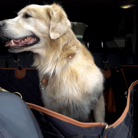 Travel Buddy 2 Description Travel Buddy 2 Description