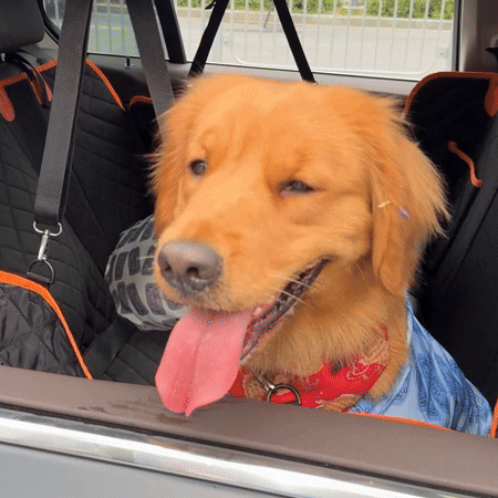 Backseat Extender For Dogs 2 Description Backseat Extender For Dogs 2 Description
