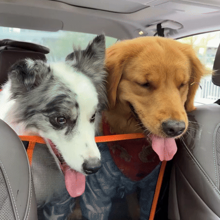 Backseat Extender For Dogs 3 Description Backseat Extender For Dogs 3 Description