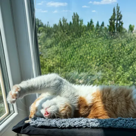 Cat Window Hammock 1 Description