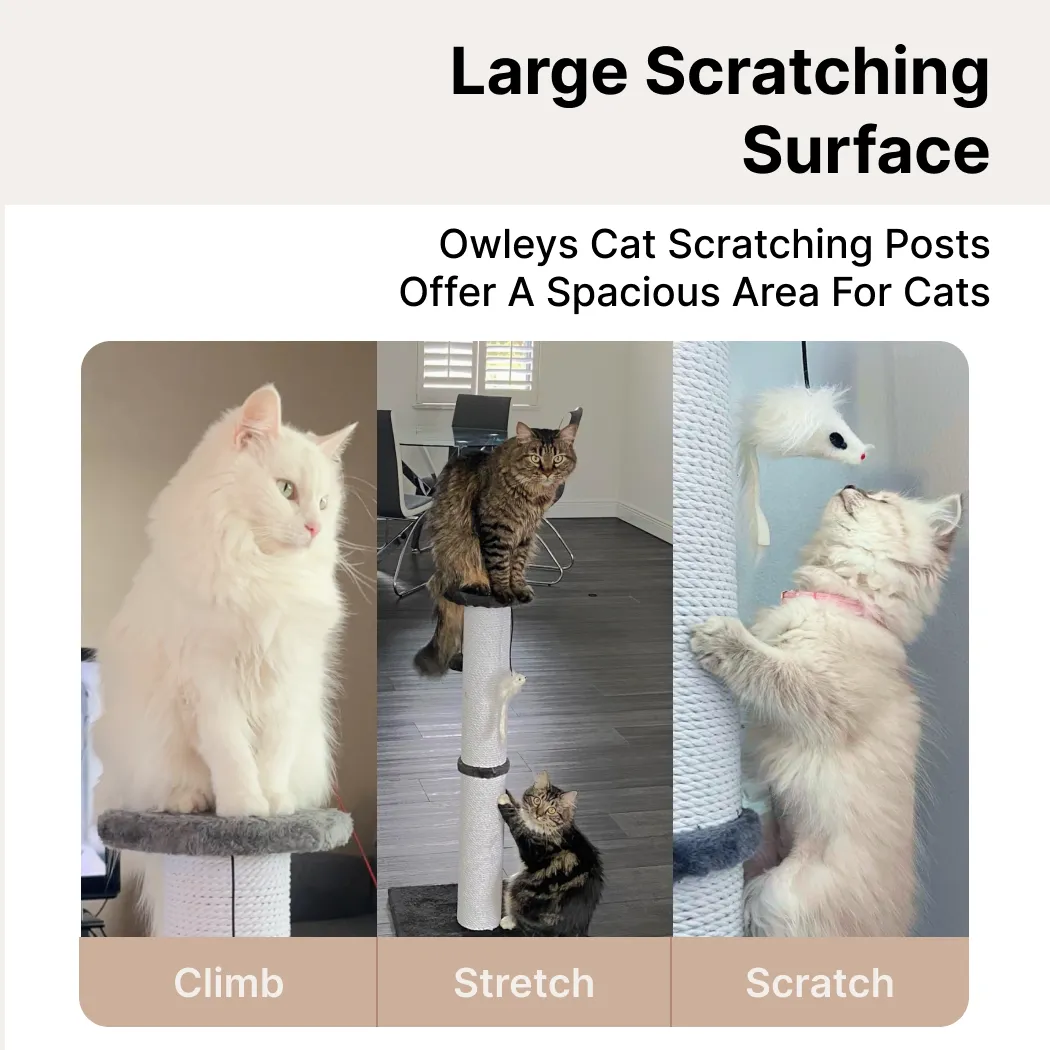 Cat Scratching Post Gallery 3