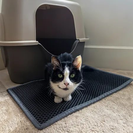 Cat Litter Mat 2 Description Cat Litter Mat 2 Description