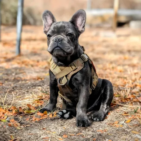 Tactical Dog Harness with Leash 1 Description