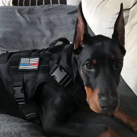 Tactical Dog Harness with Leash 2 Description Tactical Dog Harness with Leash 2 Description