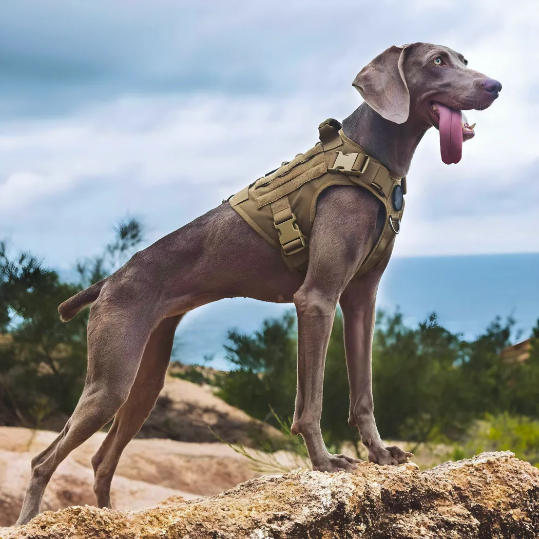 Tactical Dog Harness Featured 2